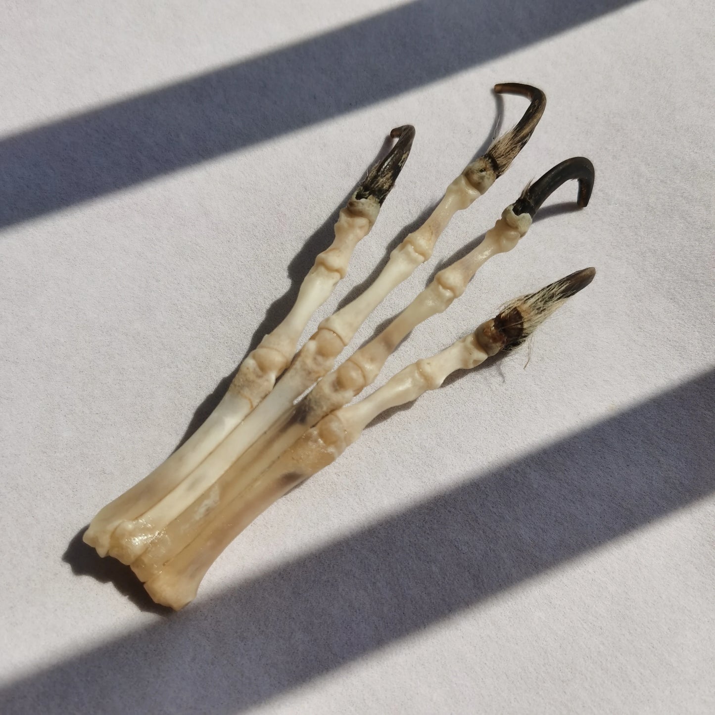 1 Pcs Real Fox Paw Skeleton. Art Collection. Animal Bone Specimen. Decoration. Hanging